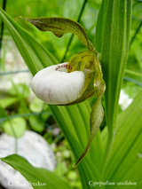 Cypripedium candidum